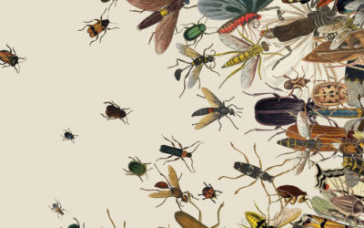 Les insectes disparaissent et avec eux, l’avenir de nos enfants.  Il est temps d’agir !