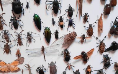 Les insectes disparaissent et avec eux, l’avenir de nos enfants.  Il est temps d’agir !